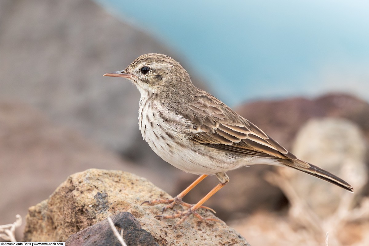 Berthelot's Pipit - ML644265061