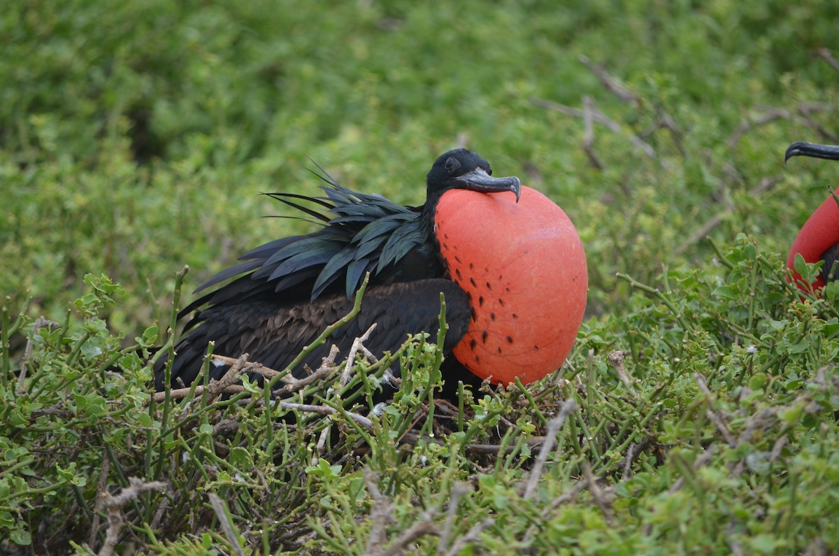 Magnificent Frigatebird - ML644265112