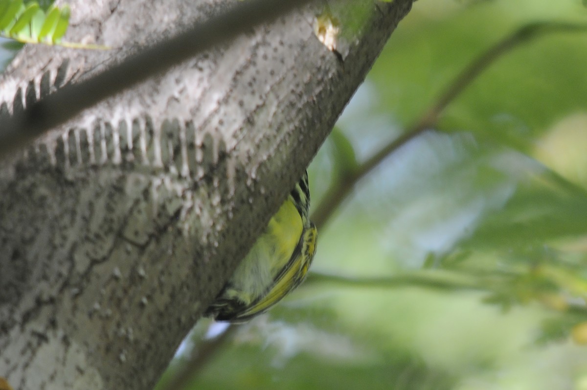 Sarı Alınlı Cüce Barbet - ML644265122