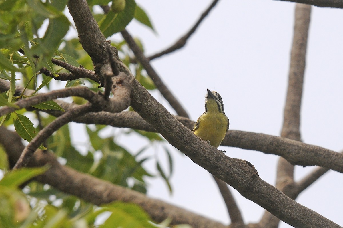 Sarı Alınlı Cüce Barbet - ML644265123