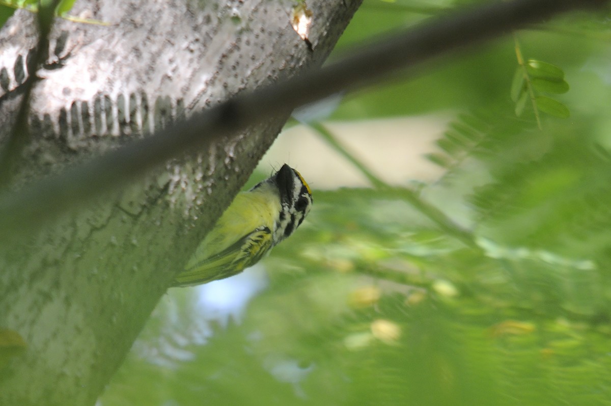 Sarı Alınlı Cüce Barbet - ML644265125