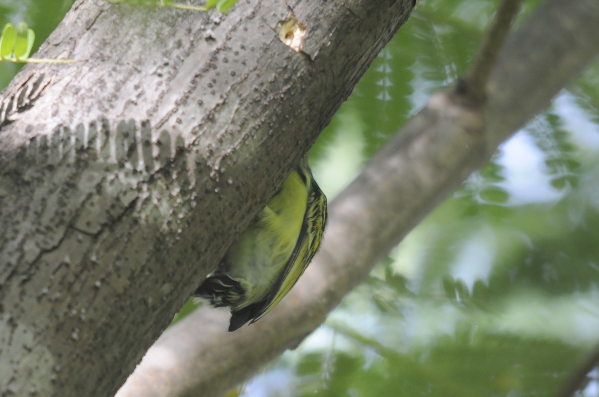 Sarı Alınlı Cüce Barbet - ML644265126