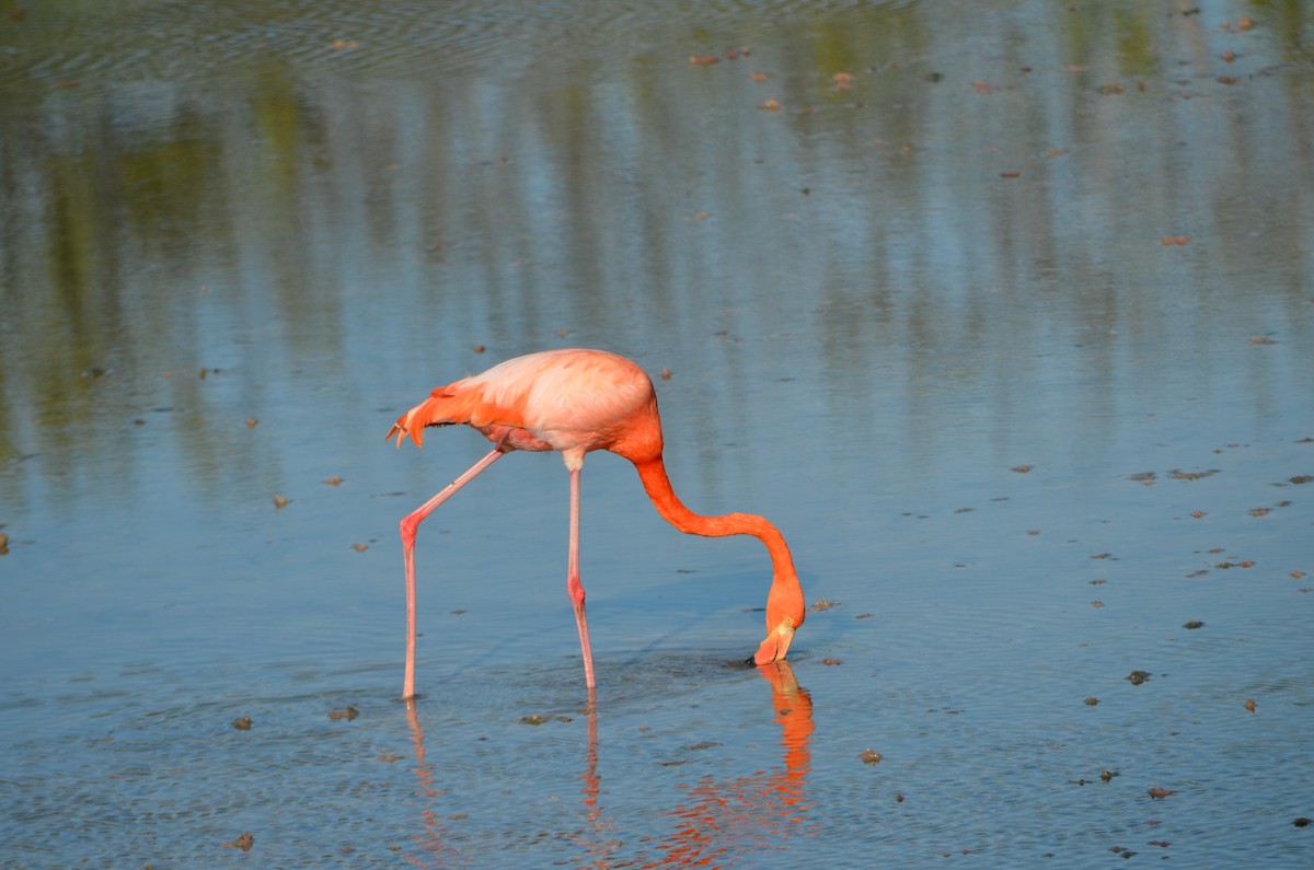 American Flamingo - ML644265146