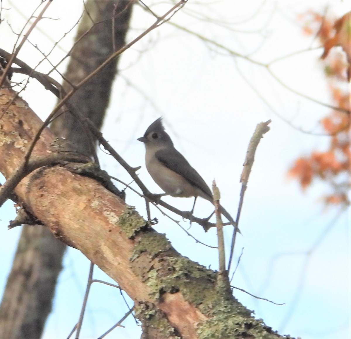 エボシガラ - ML644265163