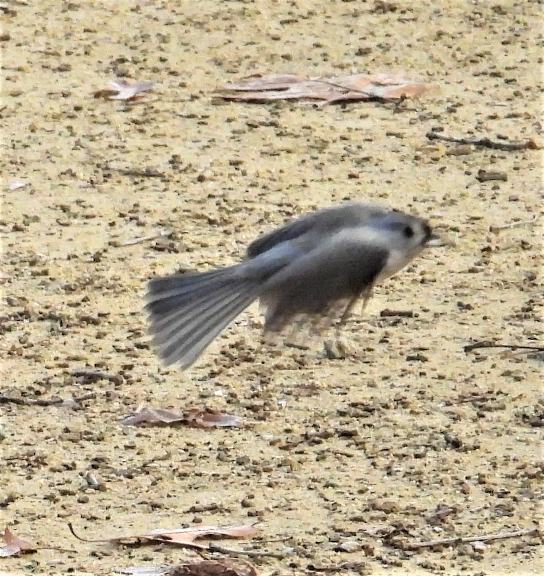 エボシガラ - ML644265164