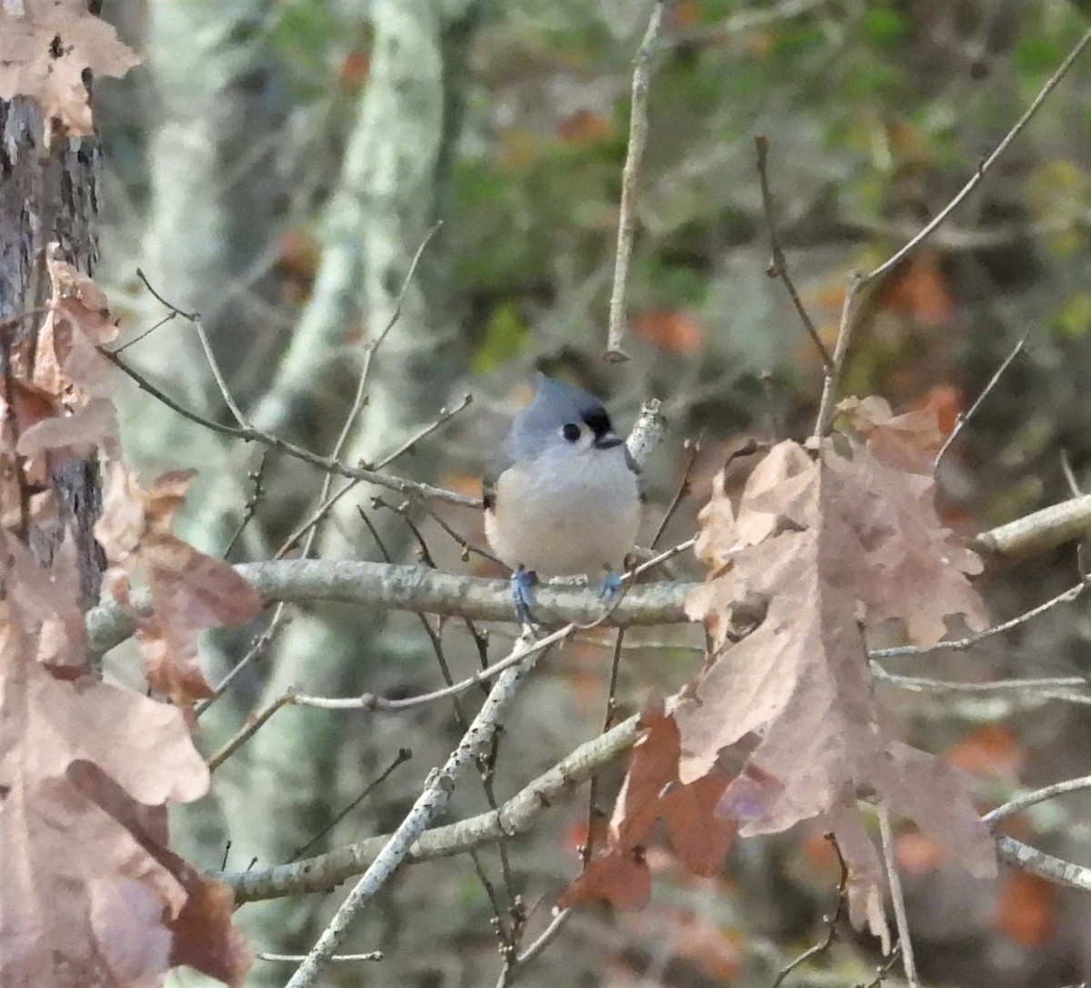 エボシガラ - ML644265165