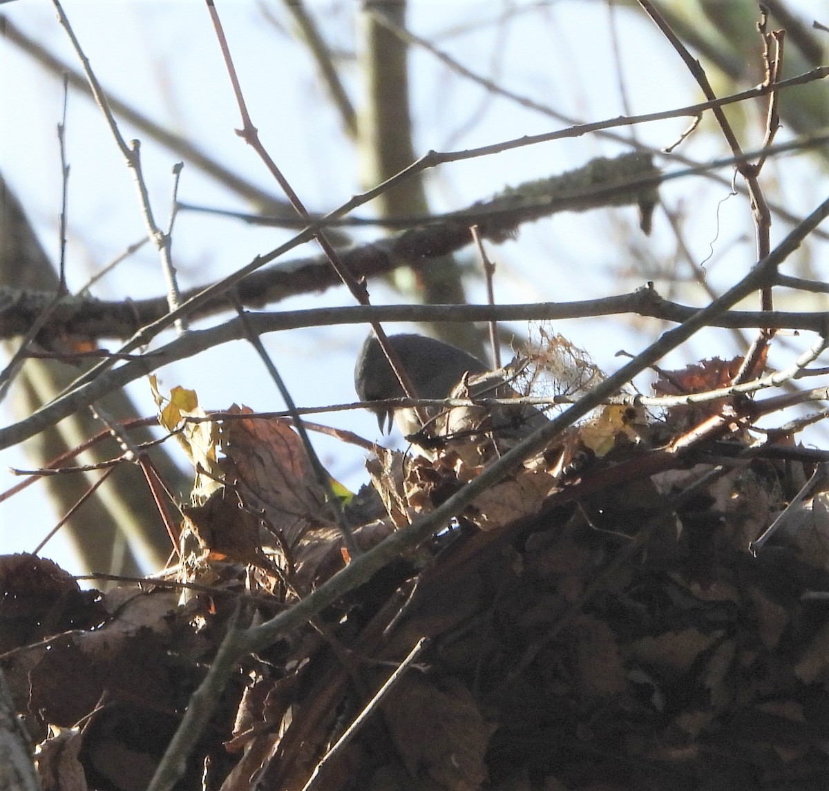 エボシガラ - ML644265166