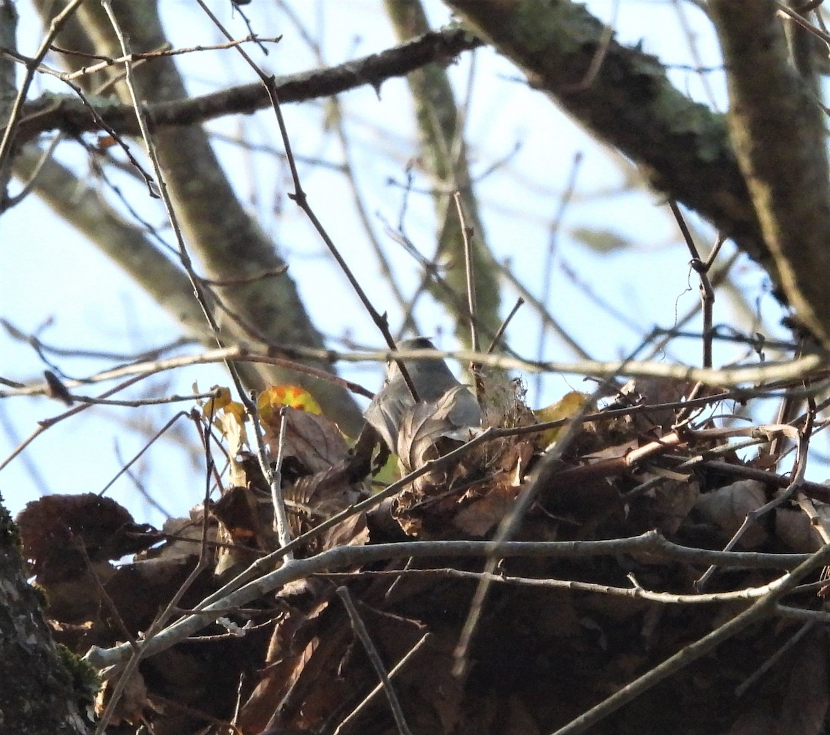 エボシガラ - ML644265169