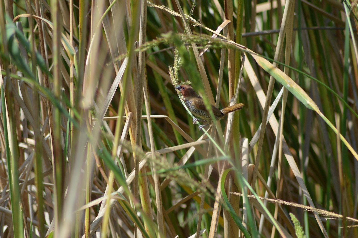 シマキンパラ - ML644265193