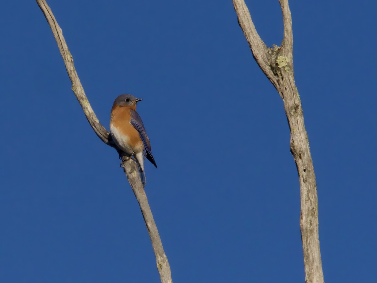 Eastern Bluebird - ML644265195