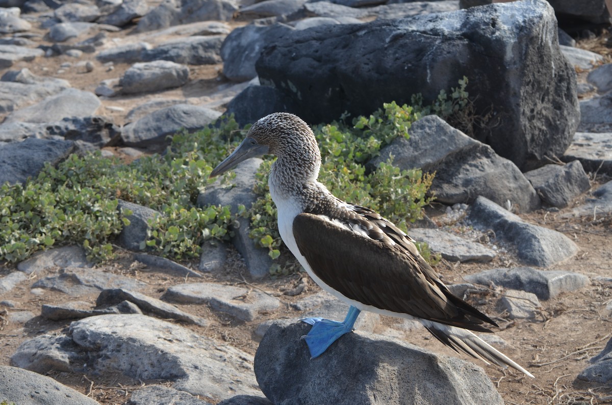 Blue-footed Booby - ML644265209