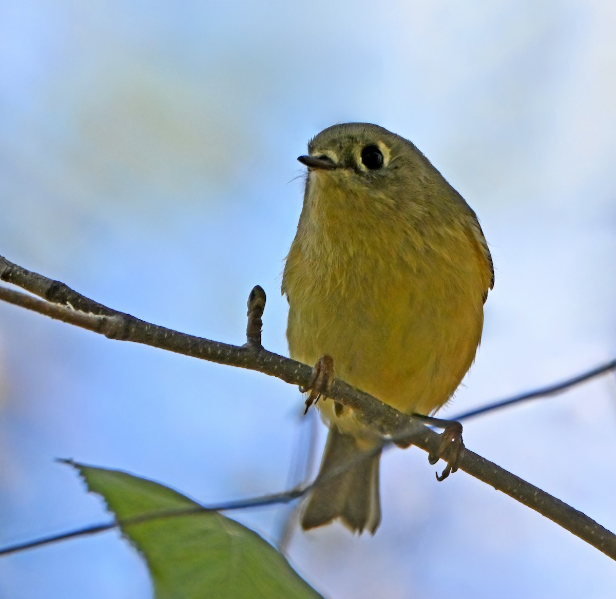 Ruby-crowned Kinglet - ML644265212
