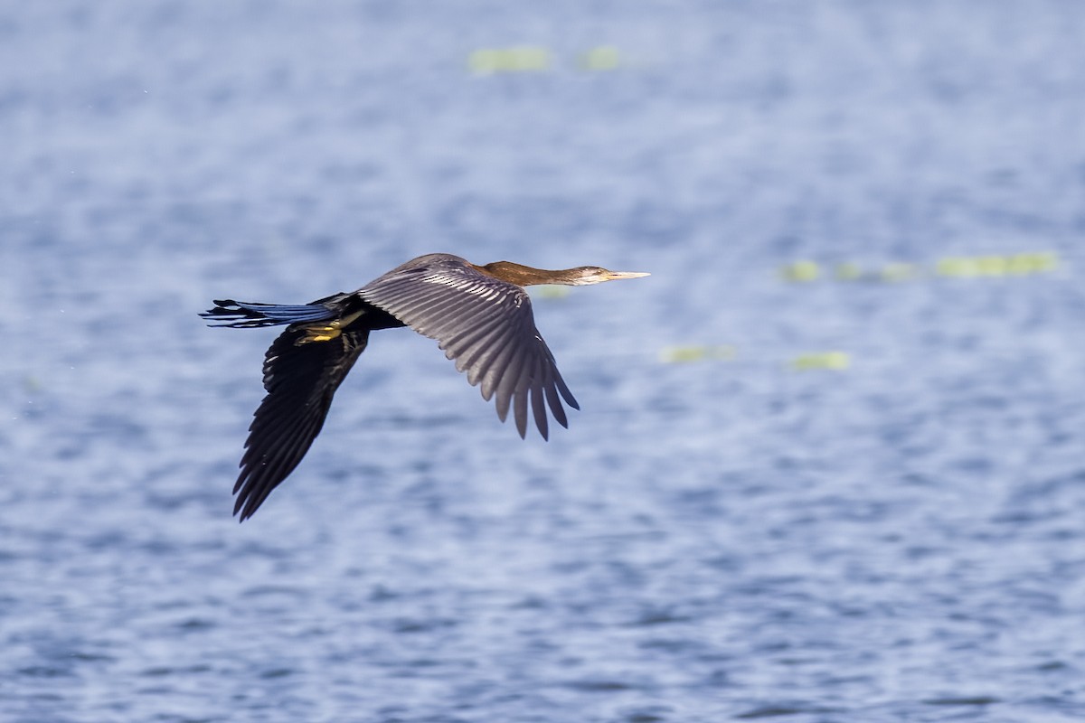 Anhinga roux - ML644265214