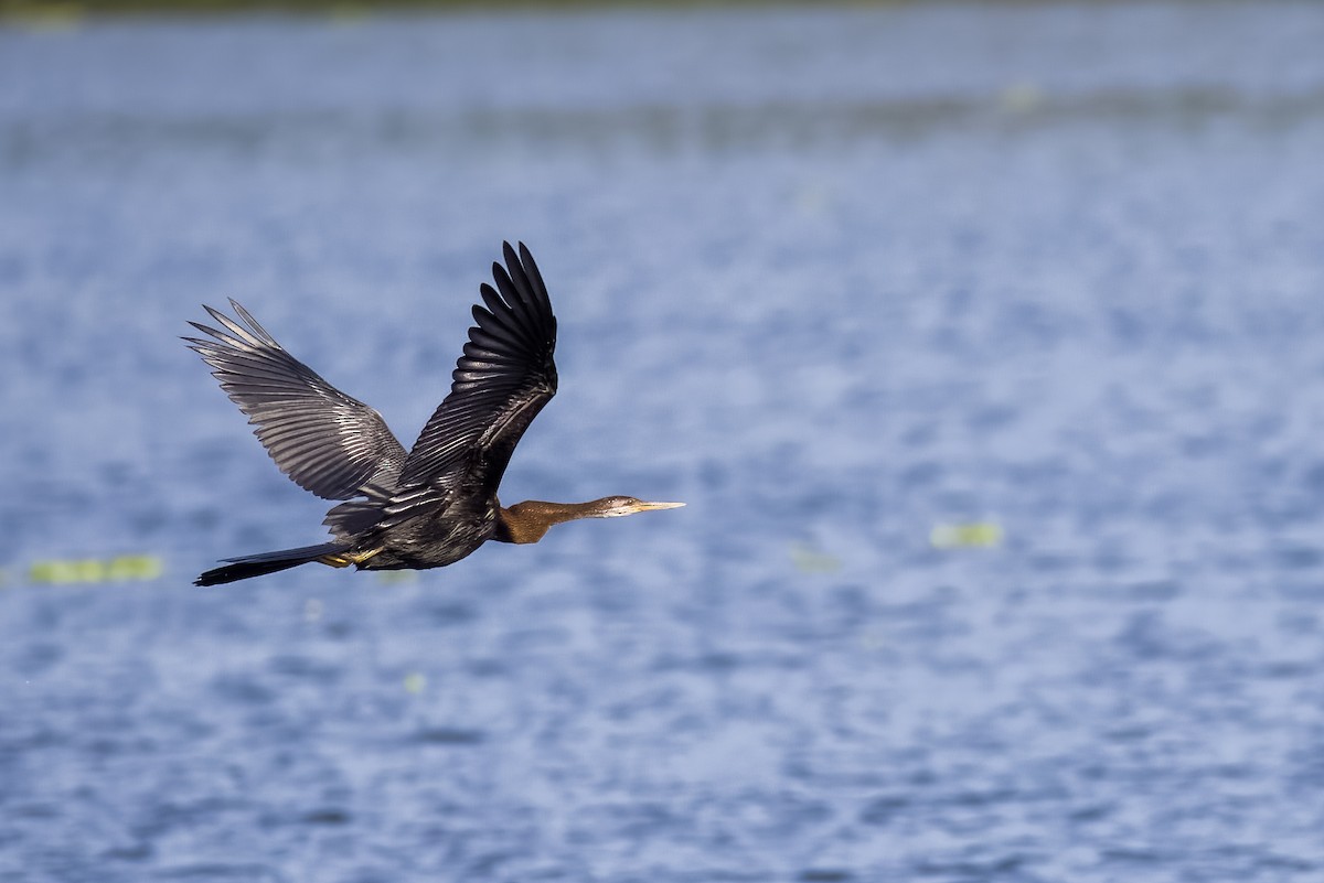 Anhinga roux - ML644265215