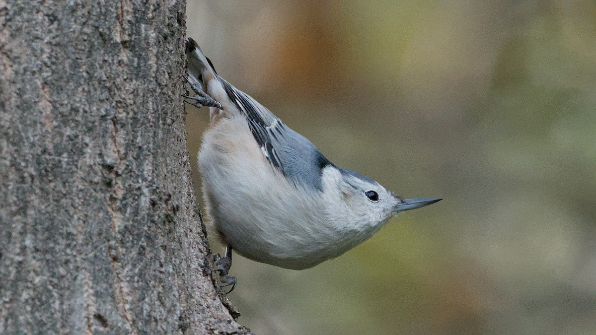 Sittelle à poitrine blanche - ML644265222