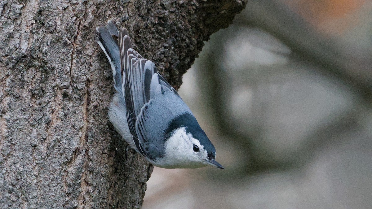 Sittelle à poitrine blanche - ML644265223