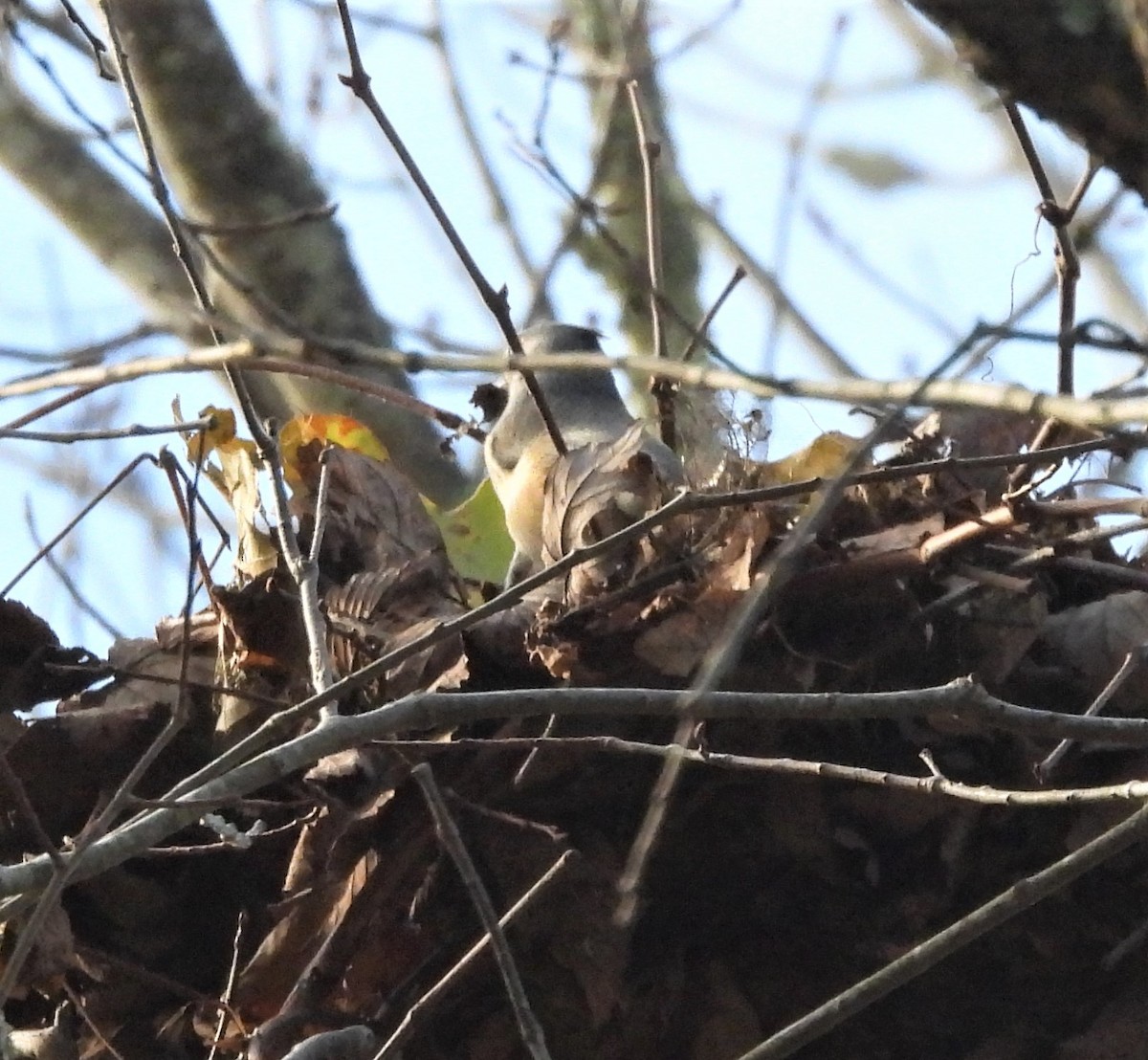 エボシガラ - ML644265229