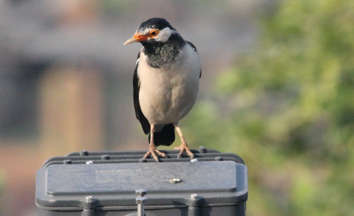 印度鵲椋鳥 - ML644265233