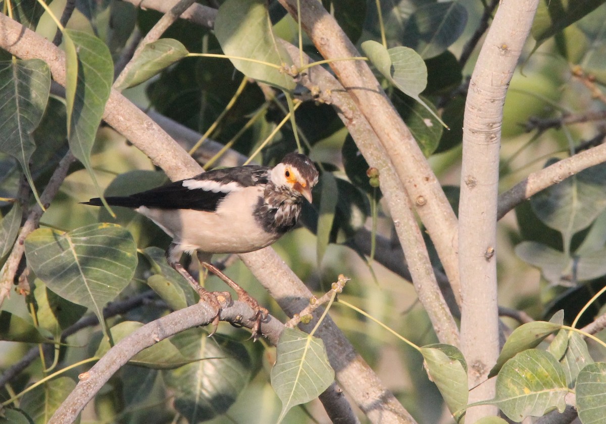 印度鵲椋鳥 - ML644265234