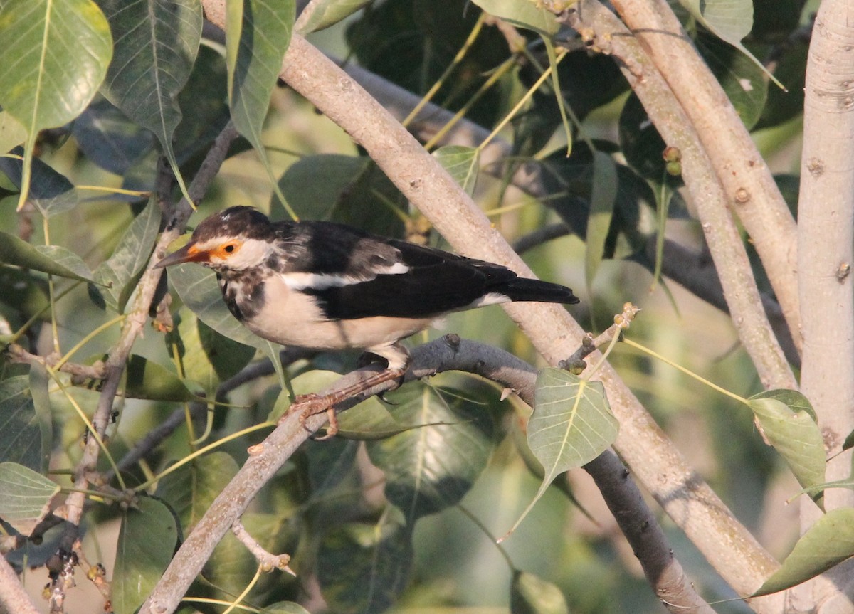 印度鵲椋鳥 - ML644265235