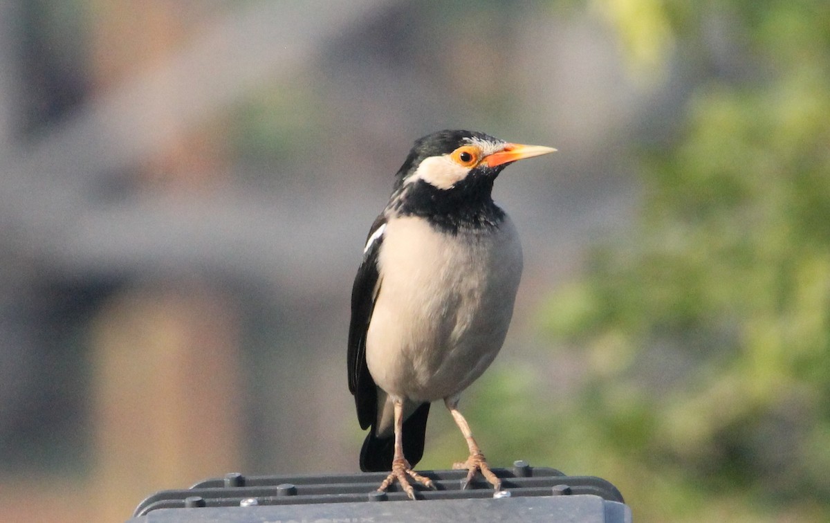 印度鵲椋鳥 - ML644265236