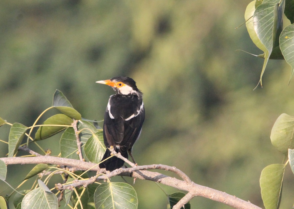 印度鵲椋鳥 - ML644265237