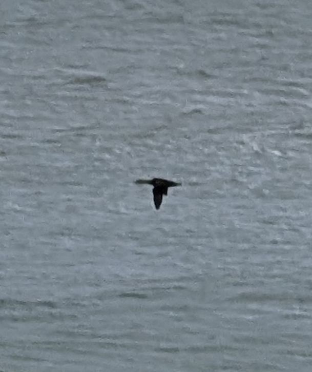 praktærfugl - ML644265240