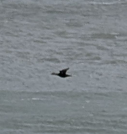 praktærfugl - ML644265241