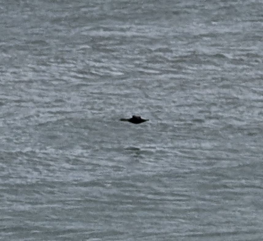 praktærfugl - ML644265242