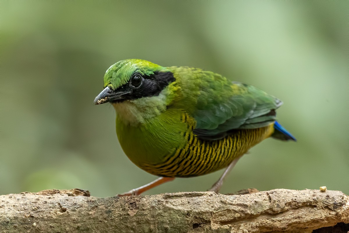 Bar-bellied Pitta - ML644265243