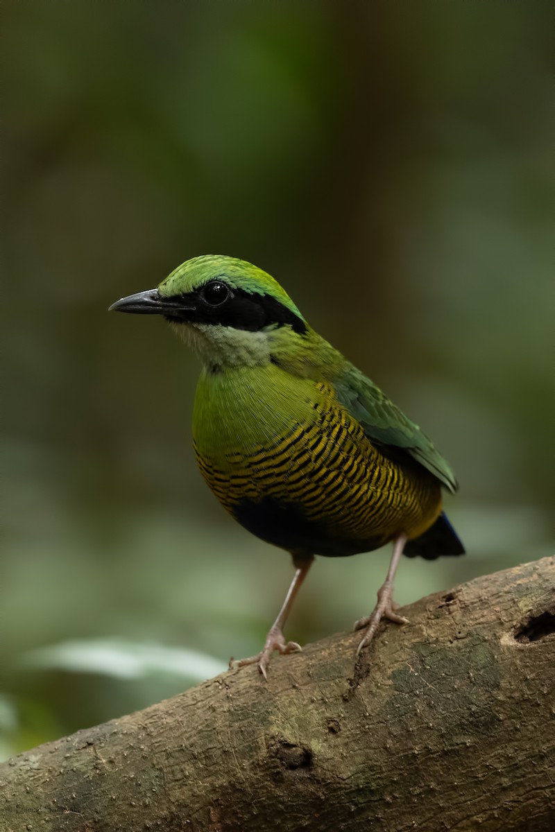 Bar-bellied Pitta - ML644265244