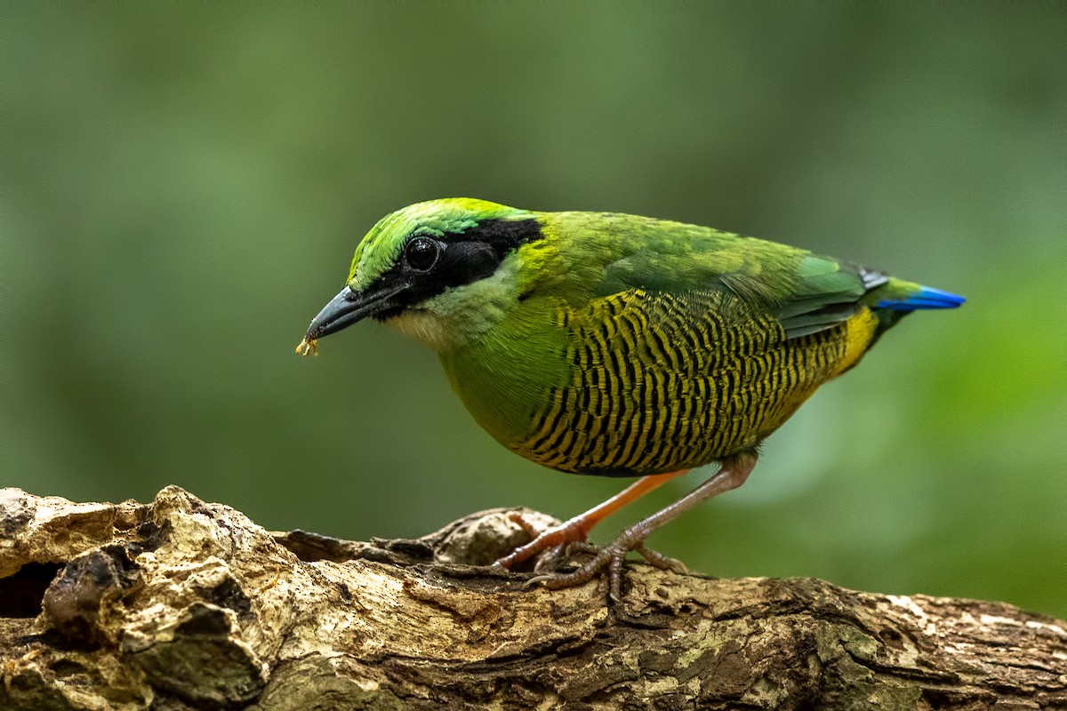 Bar-bellied Pitta - ML644265245
