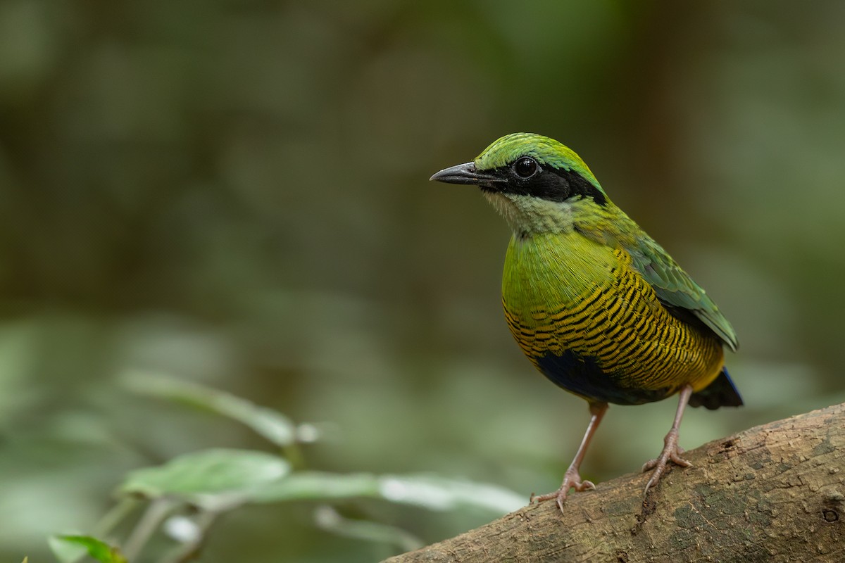 Bar-bellied Pitta - ML644265246