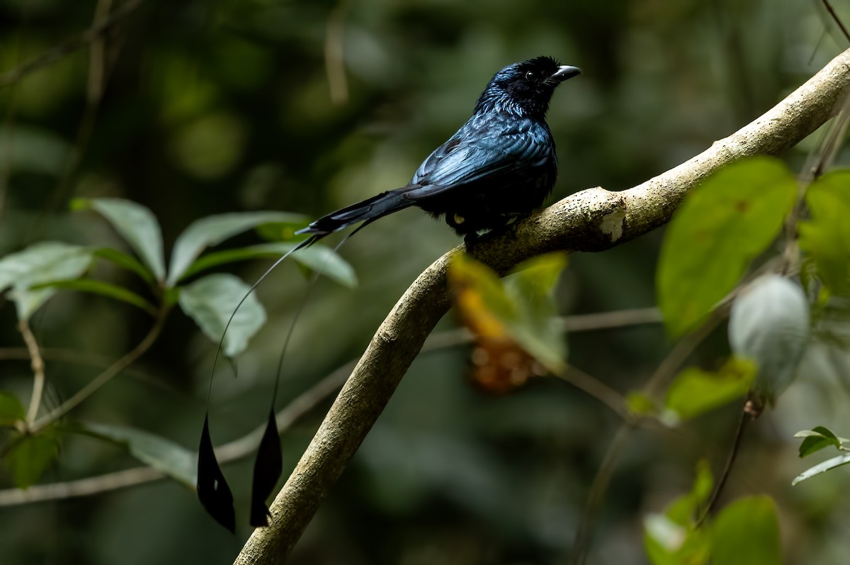 Drongo à raquettes - ML644265254