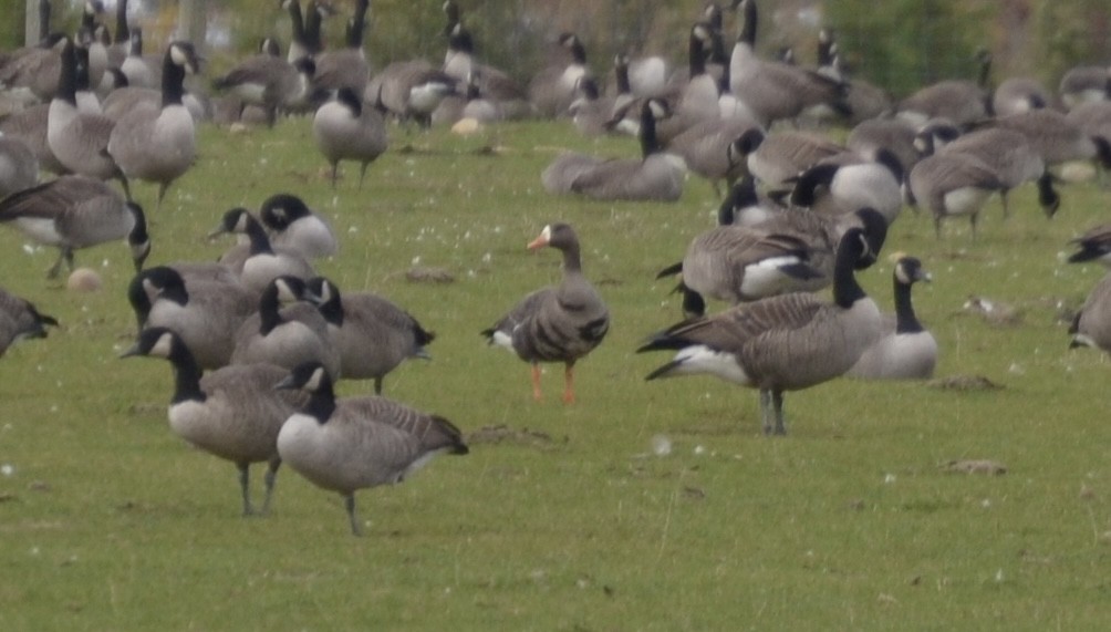 tundragås - ML644265259