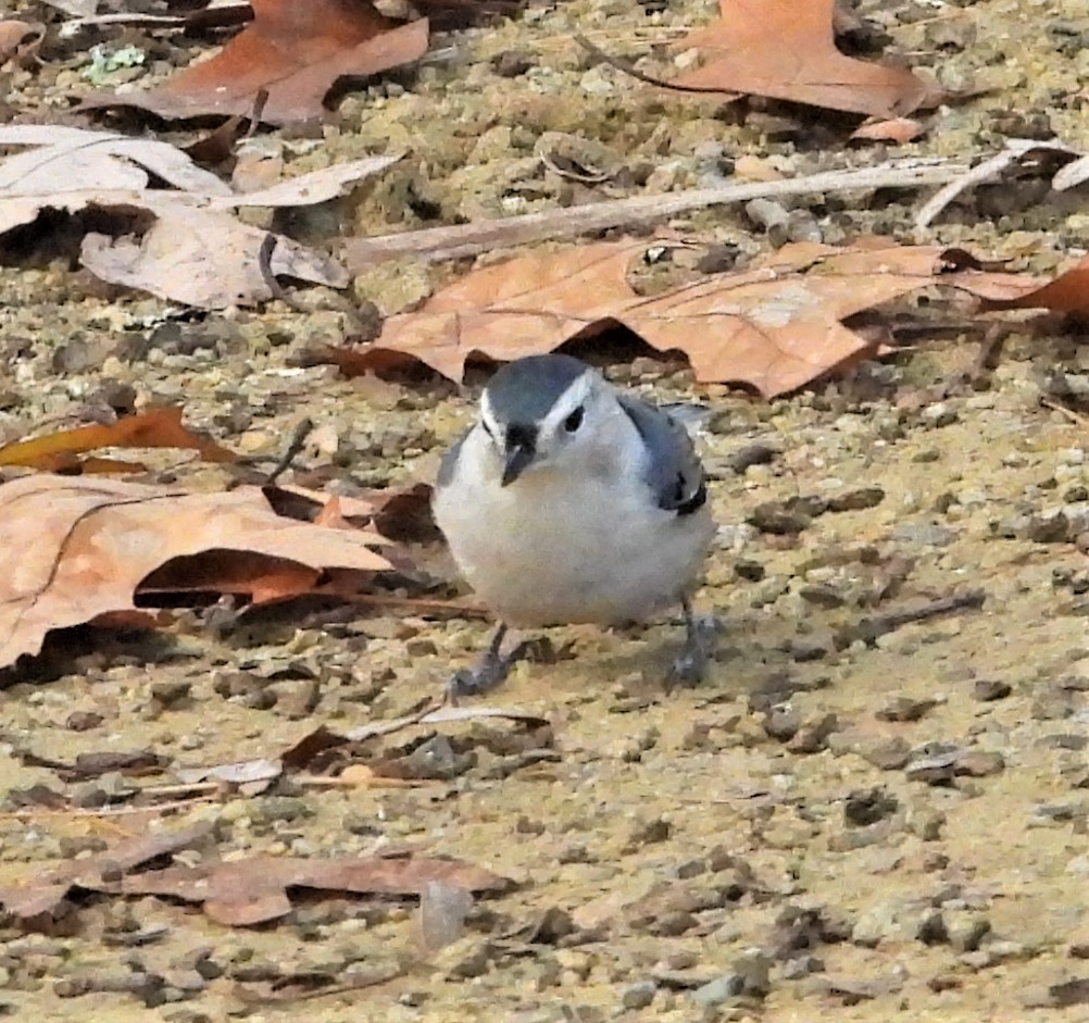 Sittelle à poitrine blanche - ML644265265