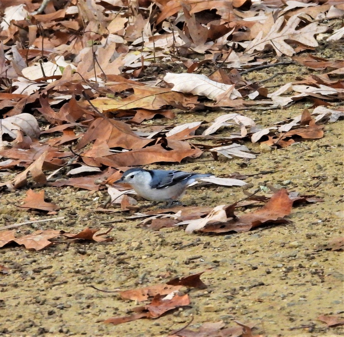Sittelle à poitrine blanche - ML644265266