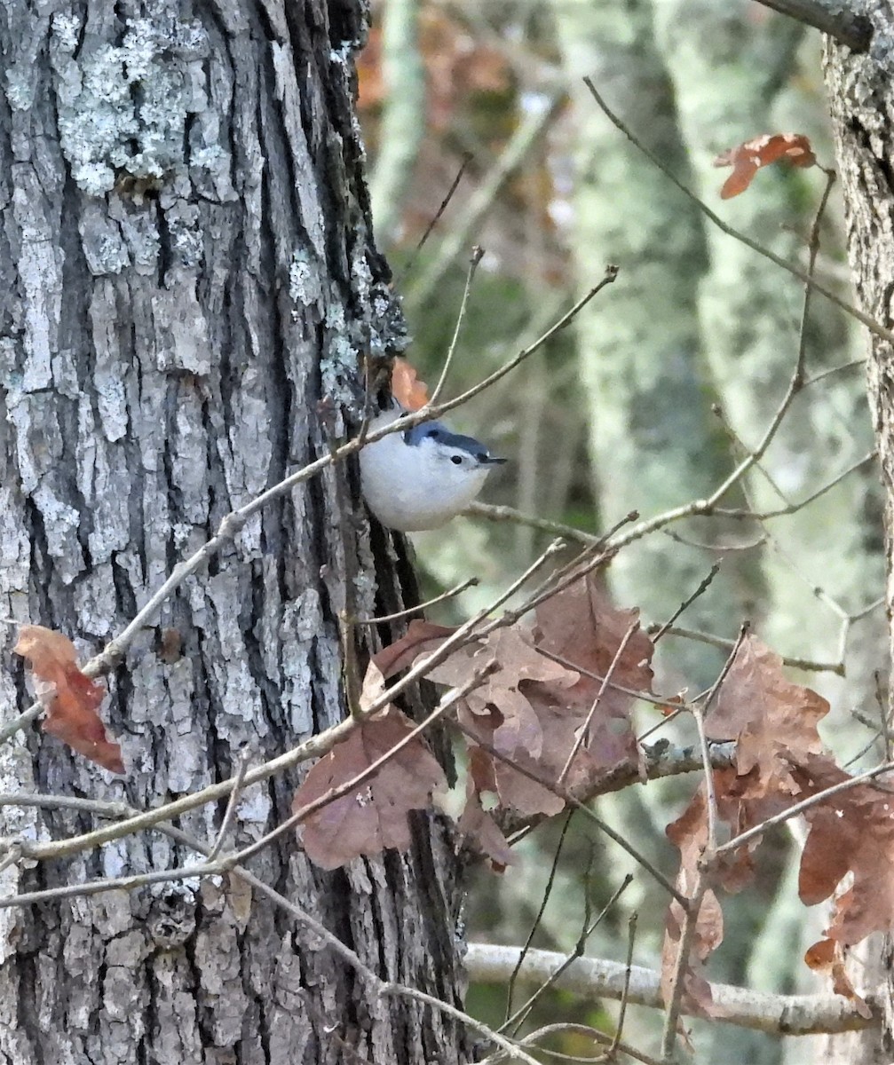 Sittelle à poitrine blanche - ML644265267