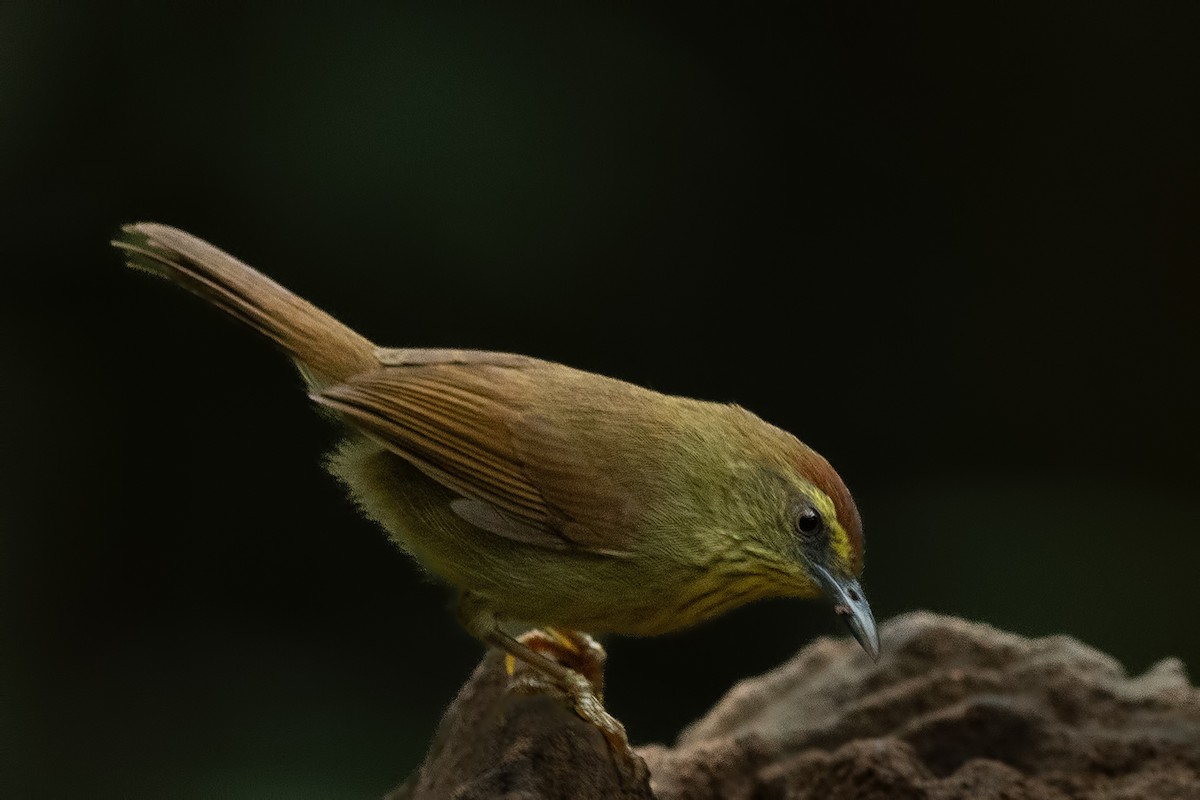 Pin-striped Tit-Babbler - ML644265274