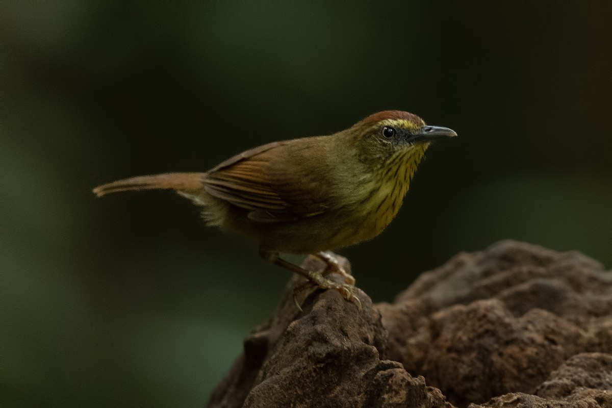 Pin-striped Tit-Babbler - ML644265275