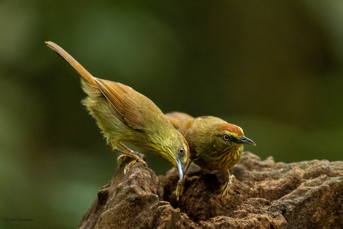Pin-striped Tit-Babbler - ML644265276