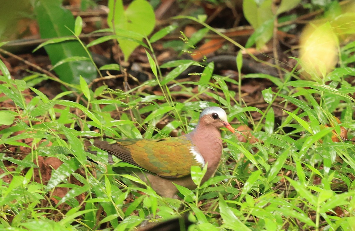 smaragddue - ML644265285