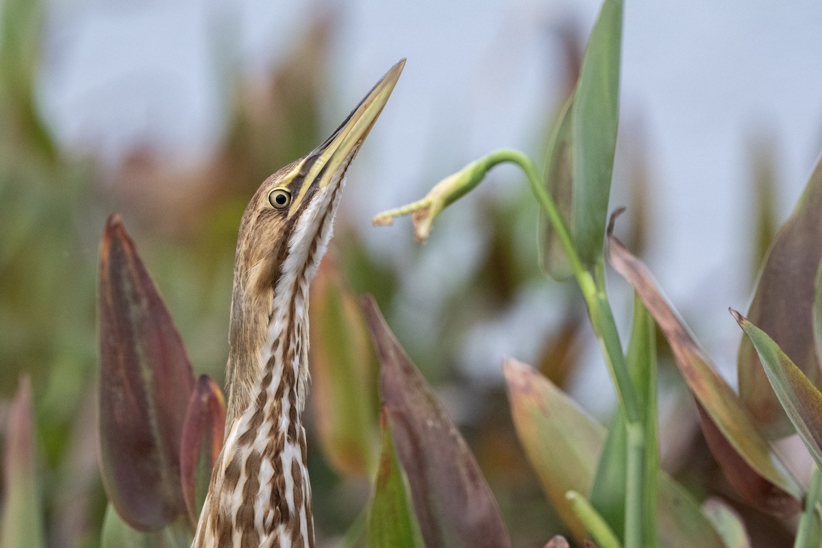 bukač severoamerický - ML644265289