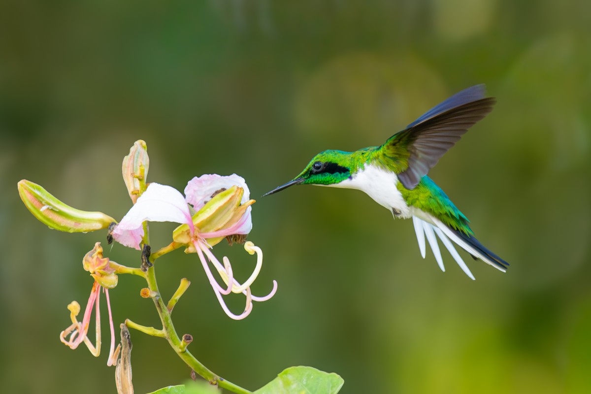 Black-eared Fairy - ML644265294