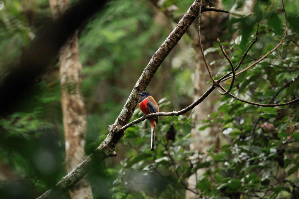 hindutrogon - ML644265296