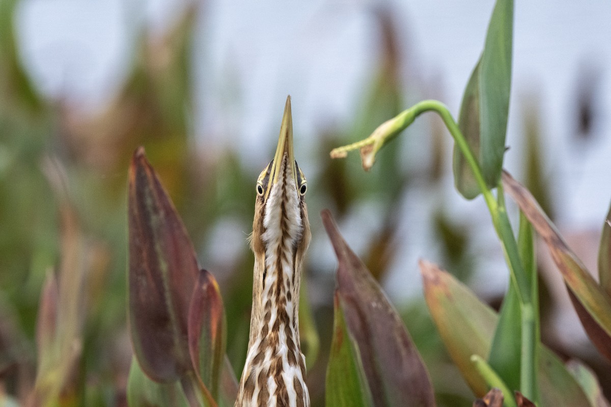 bukač severoamerický - ML644265297