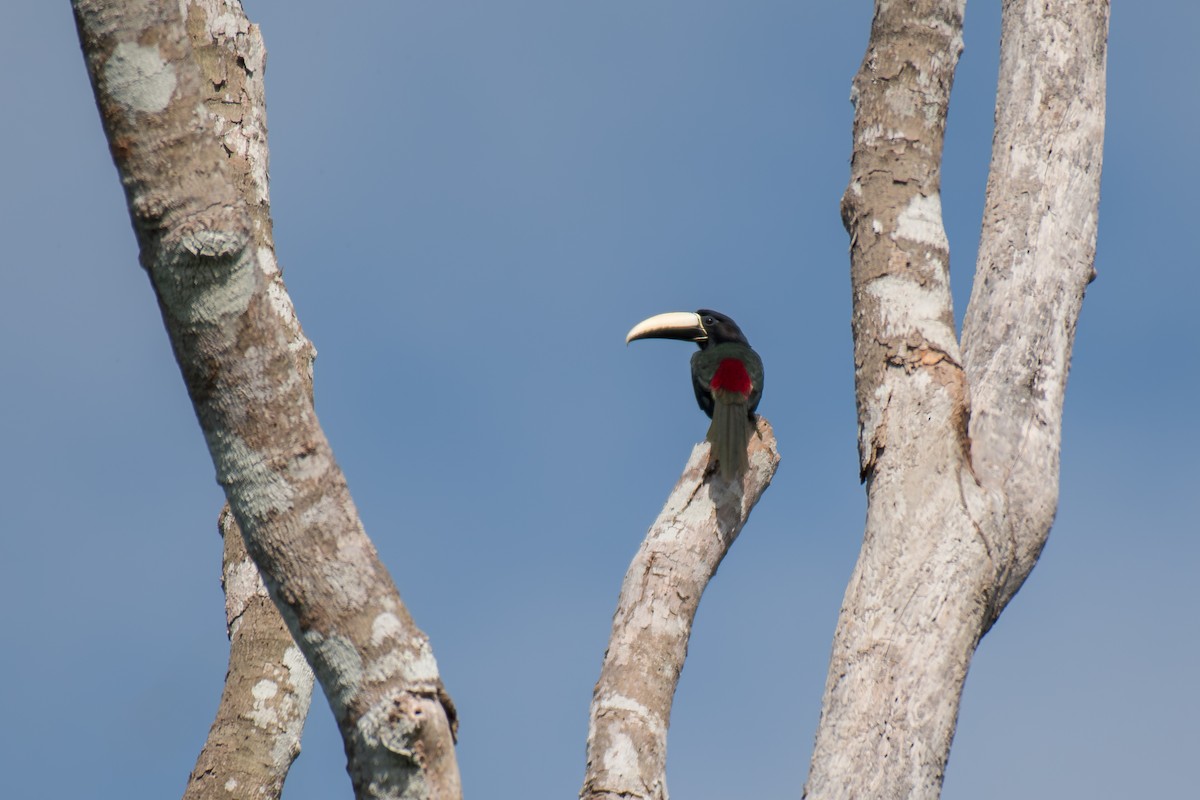 arassari černokrký - ML644265298