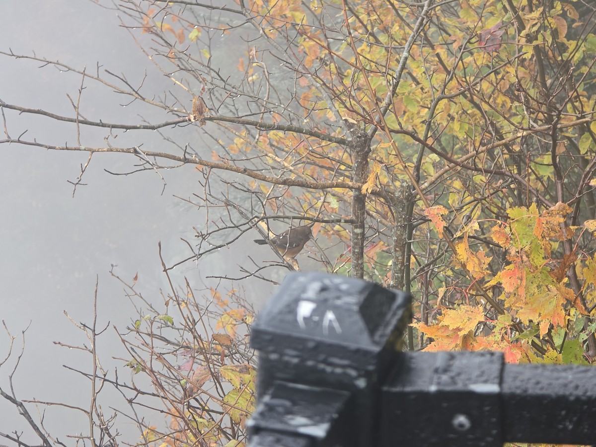 Eastern Towhee - ML644265300