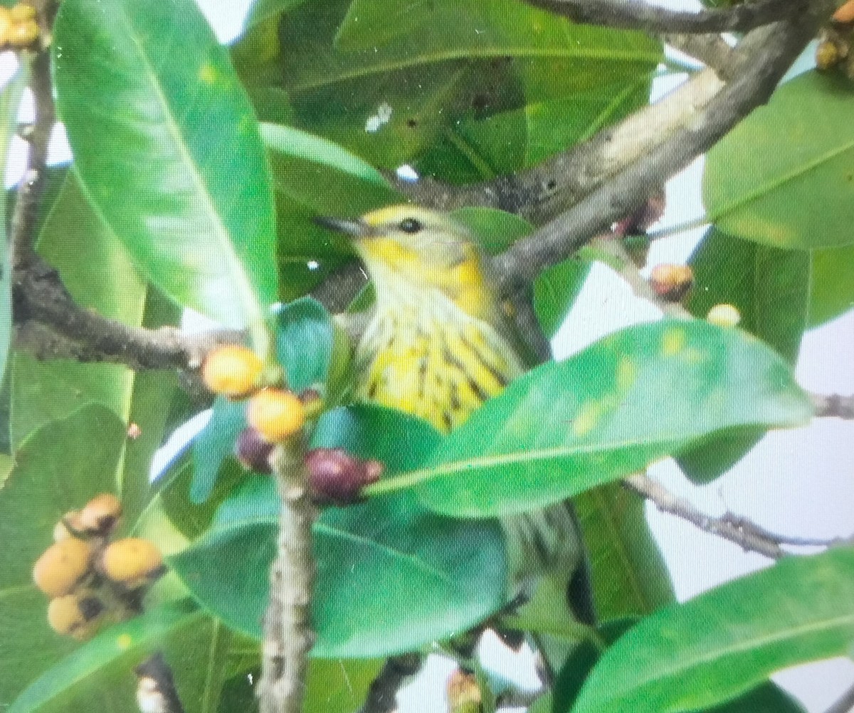 Kaplan Ötleğeni - ML644265314