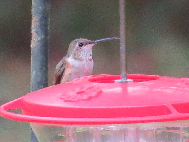 kalypta rezavolesklá/Allenova - ML644265320